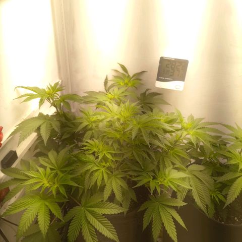 Брюс баннер 2  growlog timeline photo