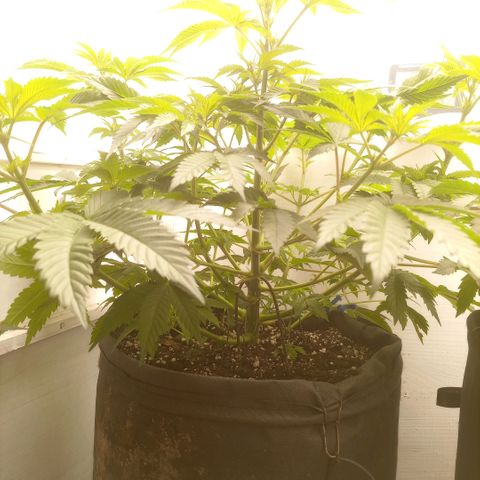 Брюс баннер 2  growlog timeline photo