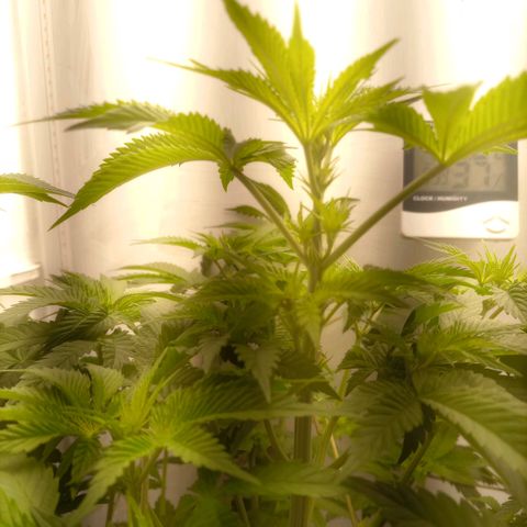 Брюс баннер 2  growlog timeline photo