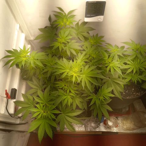 Брюс баннер 2  growlog timeline photo