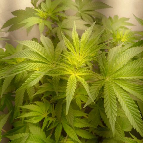 Брюс баннер 2  growlog timeline photo