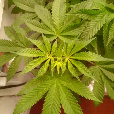 Брюс баннер 2  growlog timeline photo