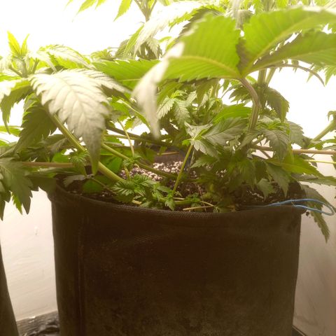 Bruce Banner  growlog timeline photo