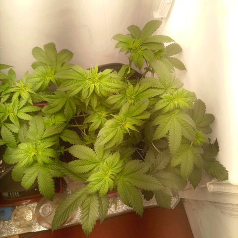 Bruce Banner  growlog timeline photo