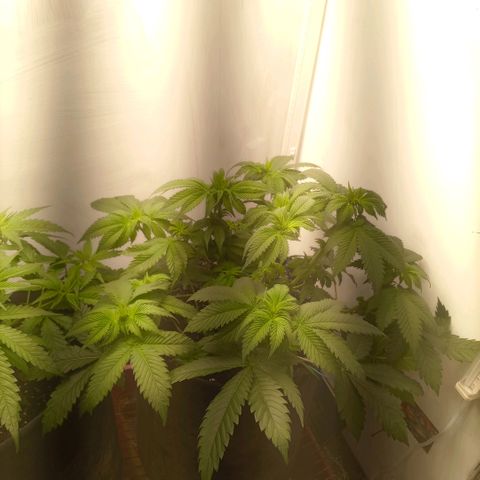 Bruce Banner  growlog timeline photo