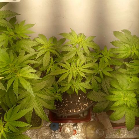 Белая вдова  growlog timeline photo