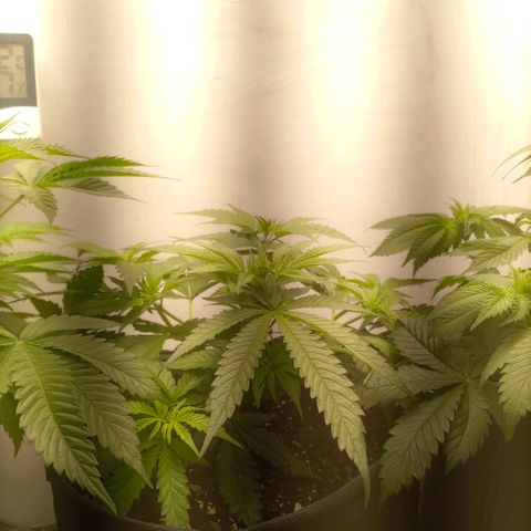 Белая вдова  growlog timeline photo