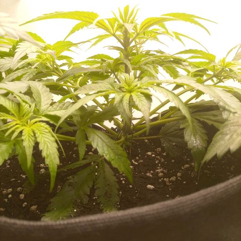 Белая вдова  growlog timeline photo