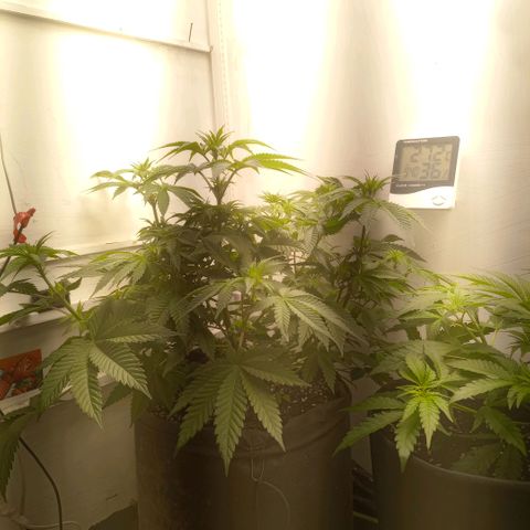 Брюс баннер 2  growlog timeline photo