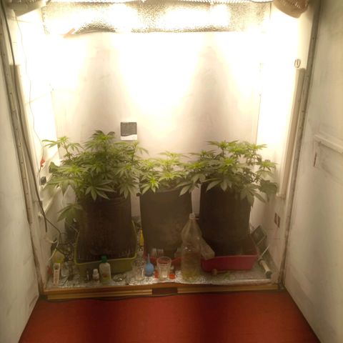Брюс баннер 2  growlog timeline photo