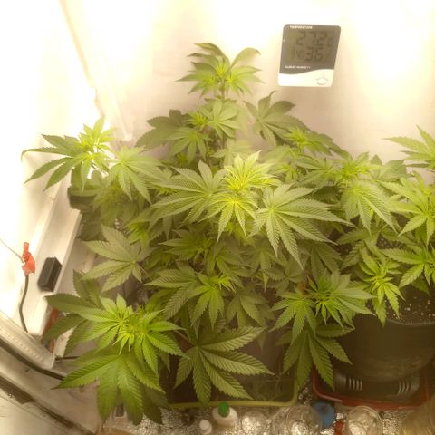 Брюс баннер 2  growlog timeline photo
