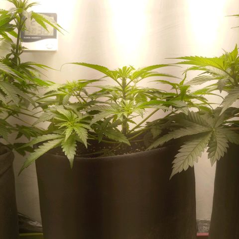 Белая вдова  growlog timeline photo