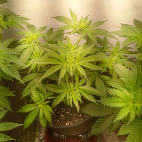 Белая вдова  growlog timeline photo