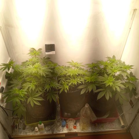 Bruce Banner  growlog timeline photo