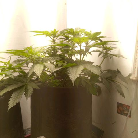 Bruce Banner  growlog timeline photo