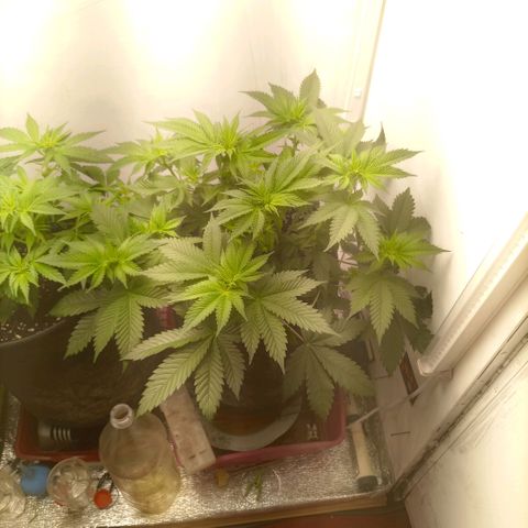 Bruce Banner  growlog timeline photo