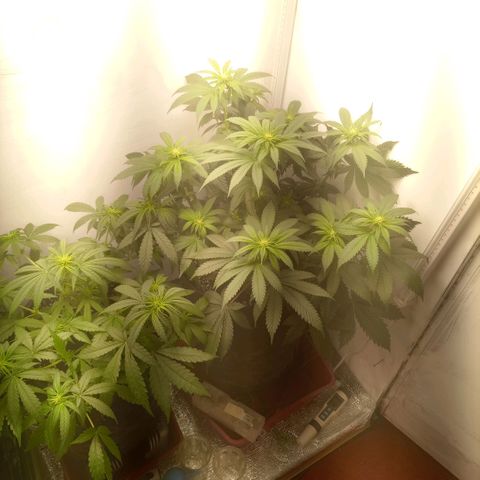Bruce Banner  growlog timeline photo