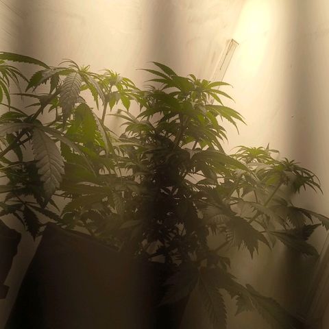 Bruce Banner  growlog timeline photo