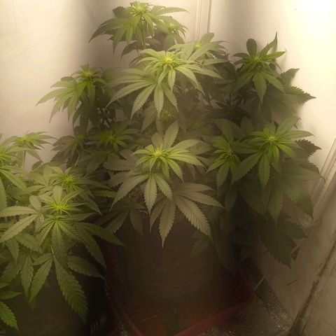 Bruce Banner  growlog timeline photo
