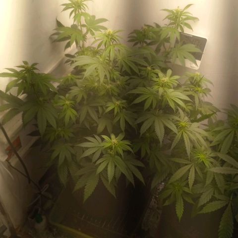 Брюс баннер 2  growlog timeline photo
