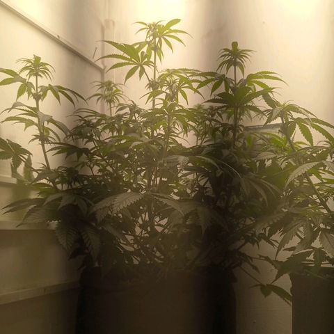 Брюс баннер 2  growlog timeline photo