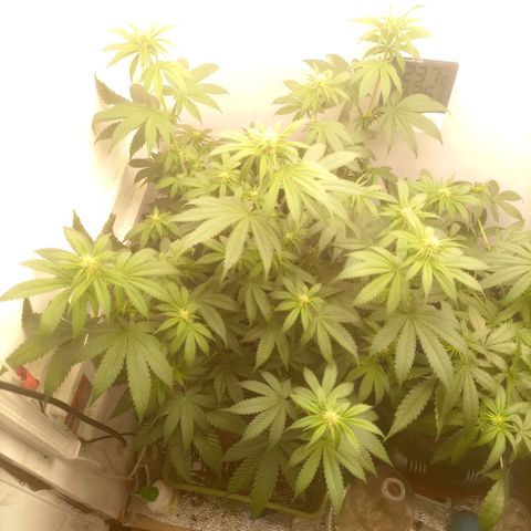 Брюс баннер 2  growlog timeline photo