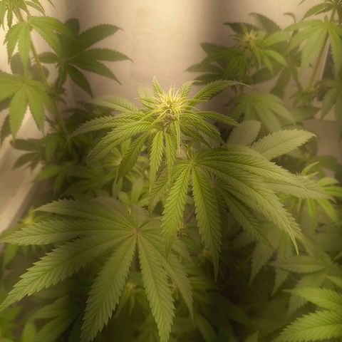 Брюс баннер 2  growlog timeline photo