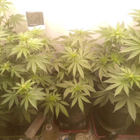 Белая вдова  growlog timeline photo
