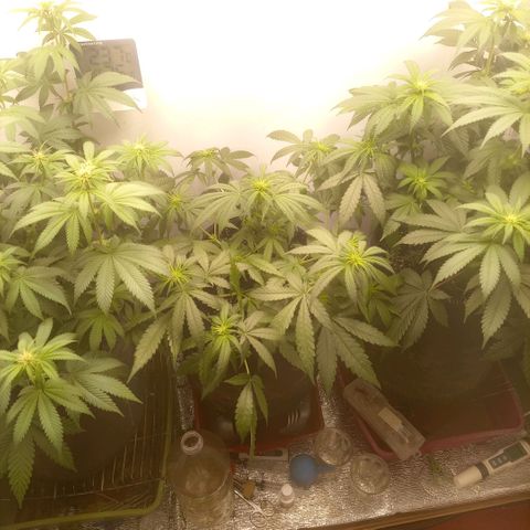 Белая вдова  growlog timeline photo