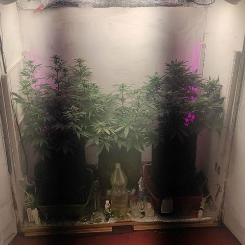 Bruce Banner  growlog timeline photo