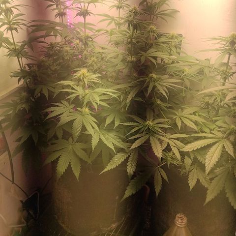 Bruce Banner  growlog timeline photo