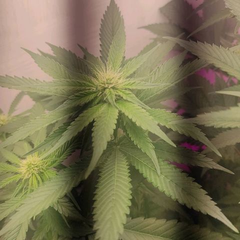 Bruce Banner  growlog timeline photo
