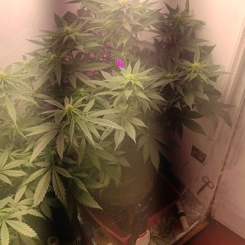 Bruce Banner  growlog timeline photo