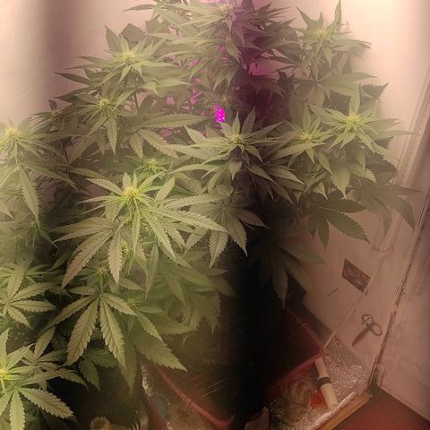 Bruce Banner  growlog timeline photo