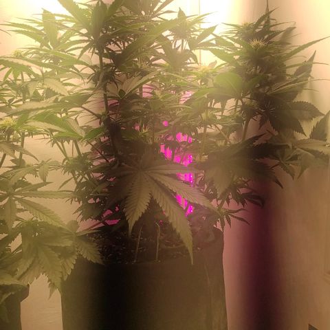 Bruce Banner  growlog timeline photo