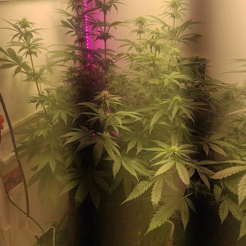 Bruce Banner  growlog timeline photo