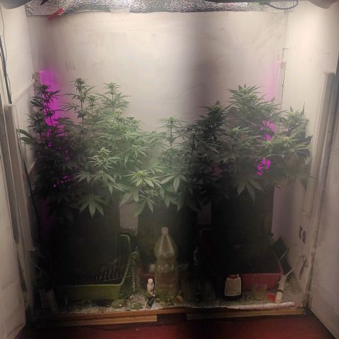 Bruce Banner  growlog timeline photo