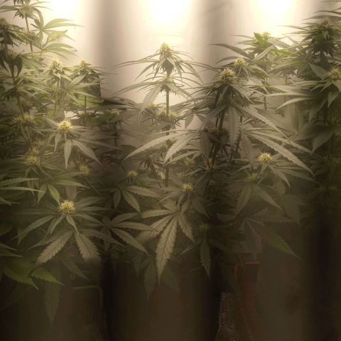 Bruce Banner  growlog timeline photo