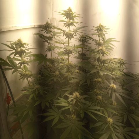 Bruce Banner  growlog timeline photo