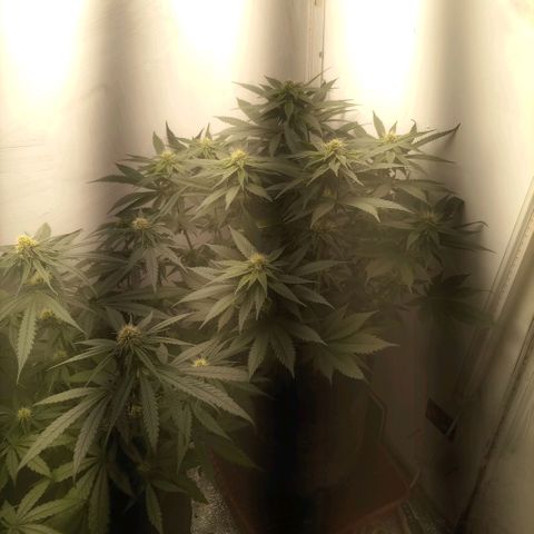 Bruce Banner  growlog timeline photo