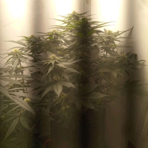 Bruce Banner  growlog timeline photo
