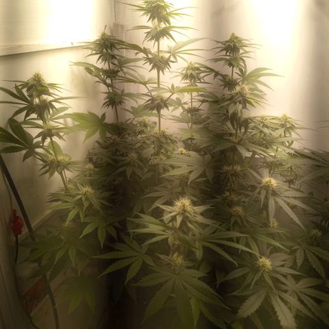 Bruce Banner  growlog timeline photo