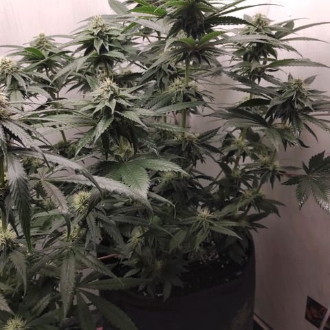 Bruce Banner  growlog timeline photo
