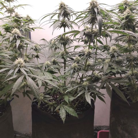 Bruce Banner  growlog timeline photo