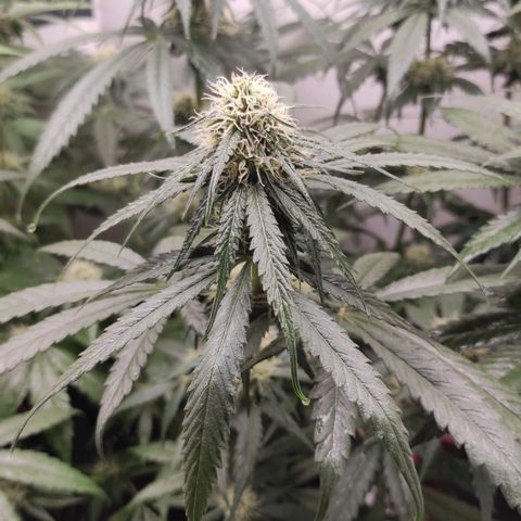 Bruce Banner  growlog timeline photo