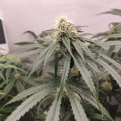 Bruce Banner  growlog timeline photo
