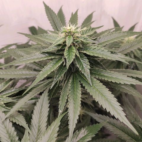 Bruce Banner  growlog timeline photo