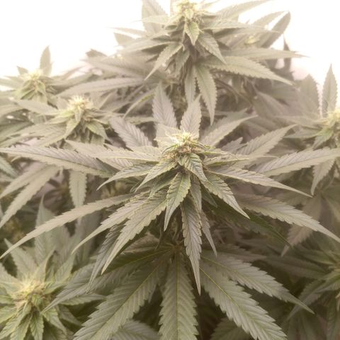 Bruce Banner  growlog timeline photo
