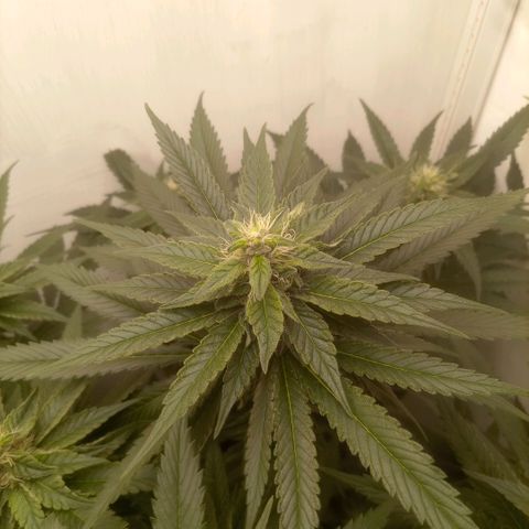 Bruce Banner  growlog timeline photo