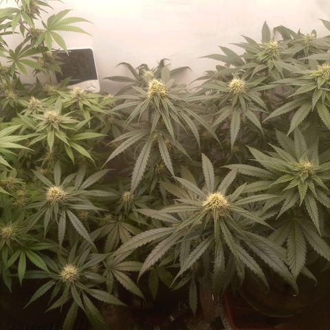 Bruce Banner  growlog timeline photo